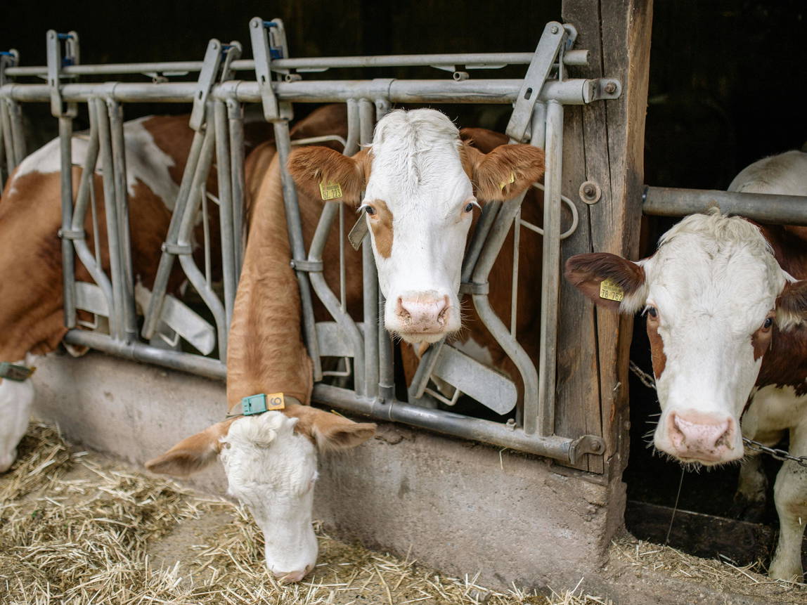 louer chambre chez soi salon de l'agriculture
