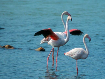 Logement Entier Canet-En-Roussillon 266720-15