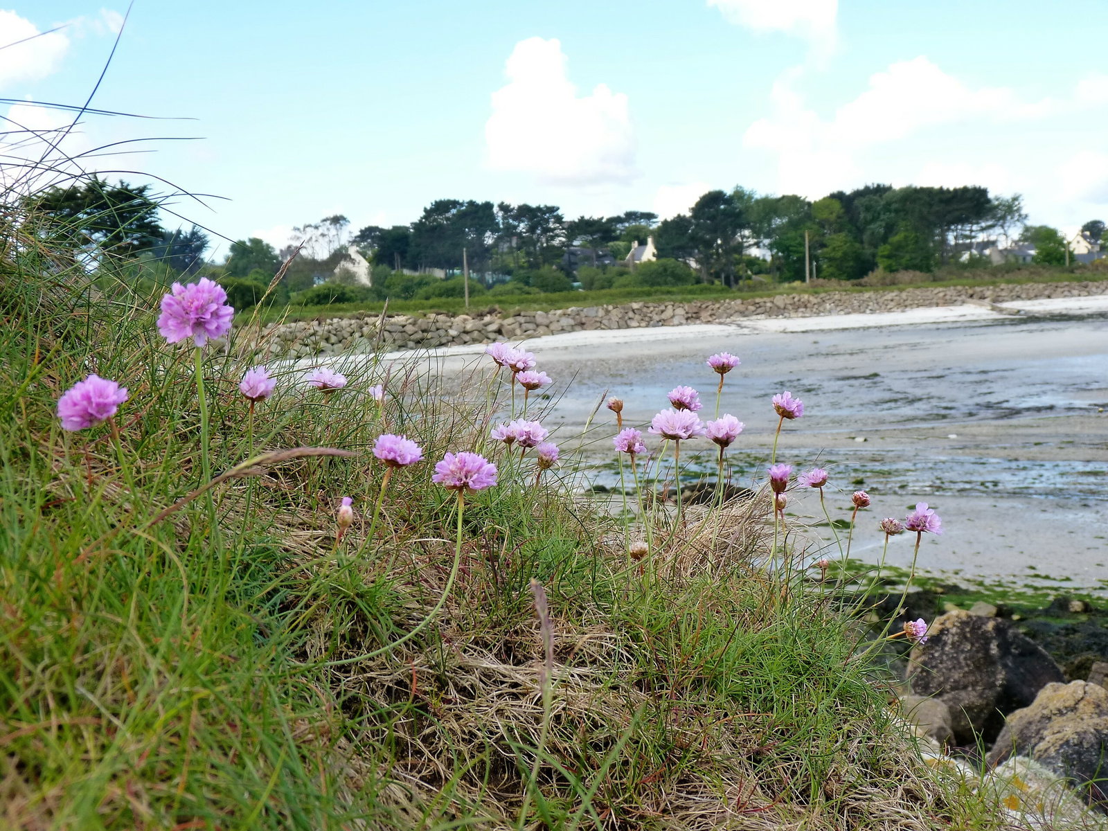 Chambres D'hôtes Plouguerneau 135055