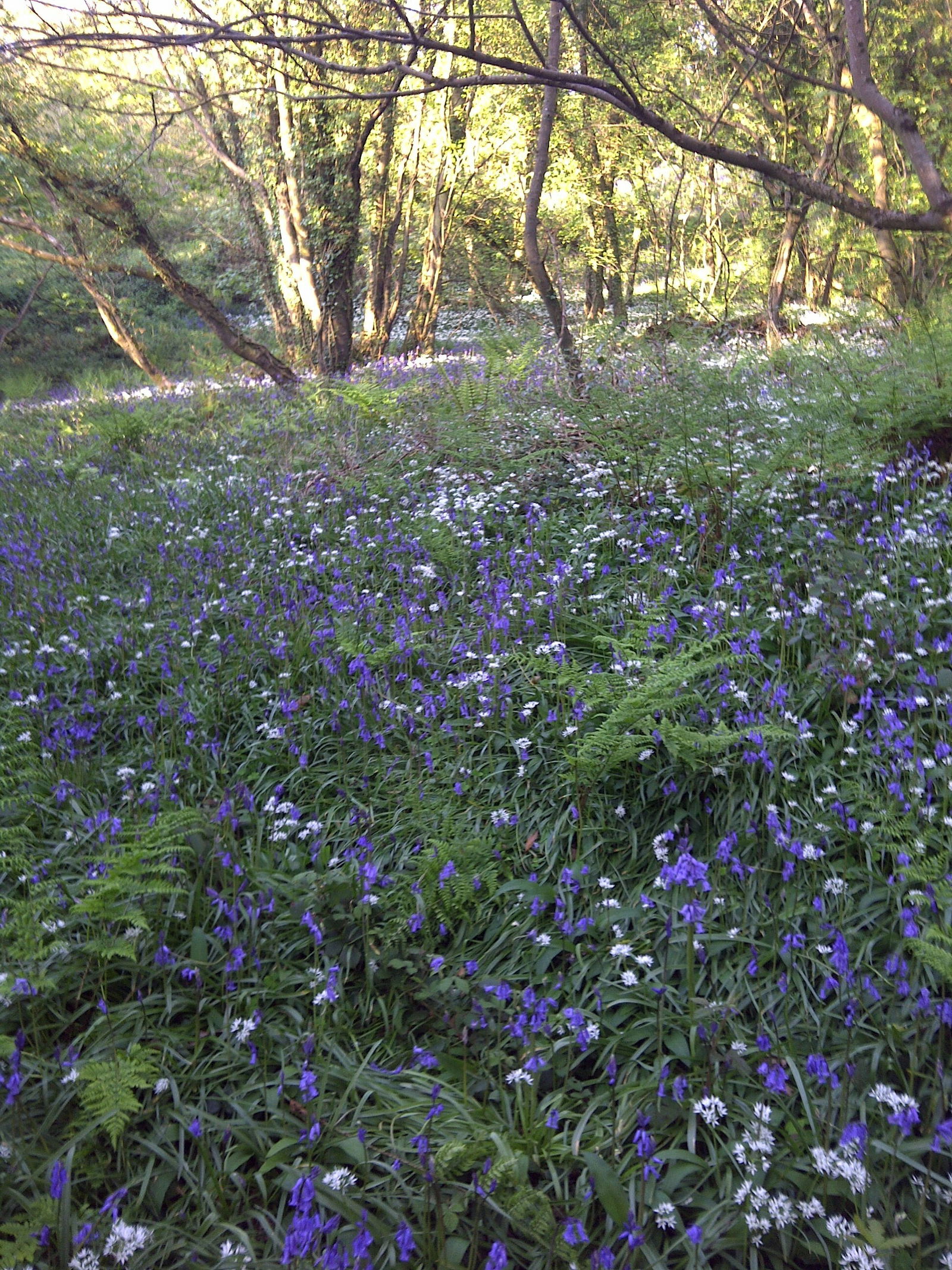 Homestay Llanwnda 84481