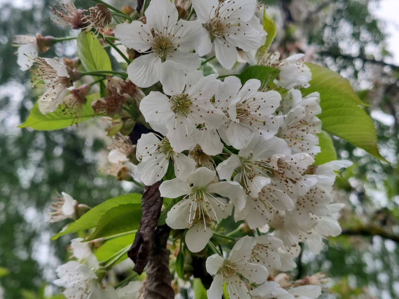 Quedarse En Casa Mignières 517827-5