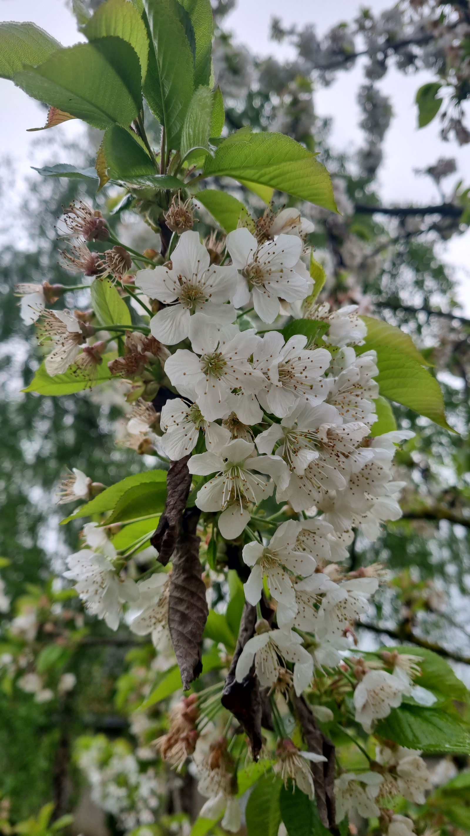 Hjemmeophold Mignières 517827