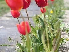 Chambre D'hôte Lausanne 264204-18