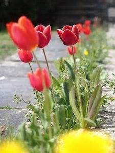 Gästezimmer Lausanne 264204