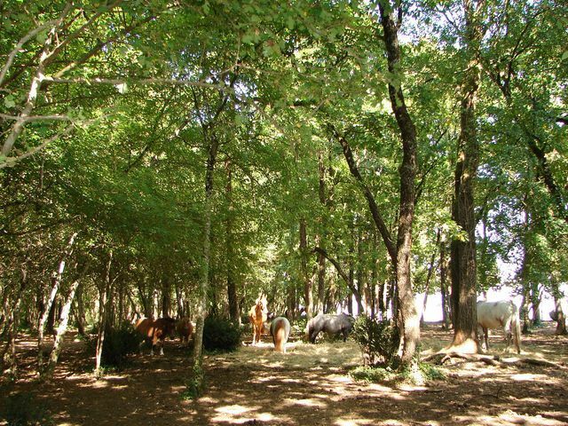 Hjemmeophold Saint-Yrieix-sur-Charente 53014