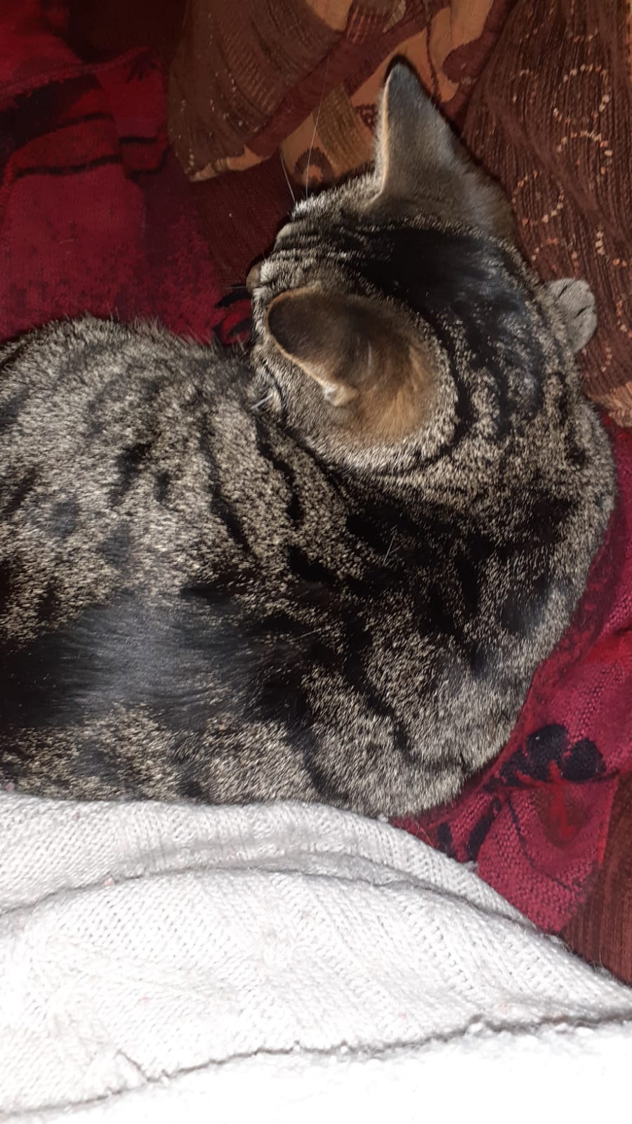 Gastfamilie Strasbourg 592493