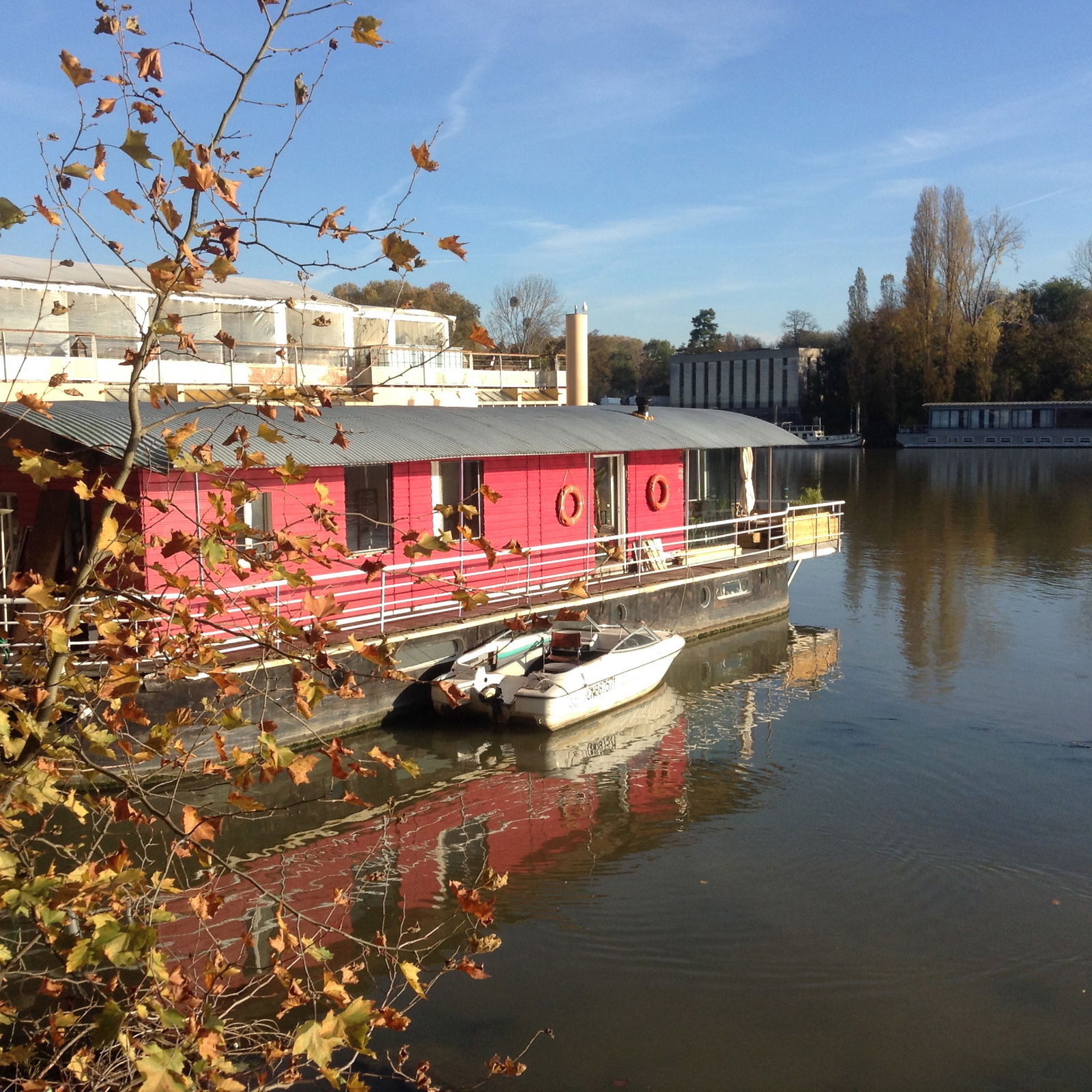 Kolokasie Saint-Cloud 124135