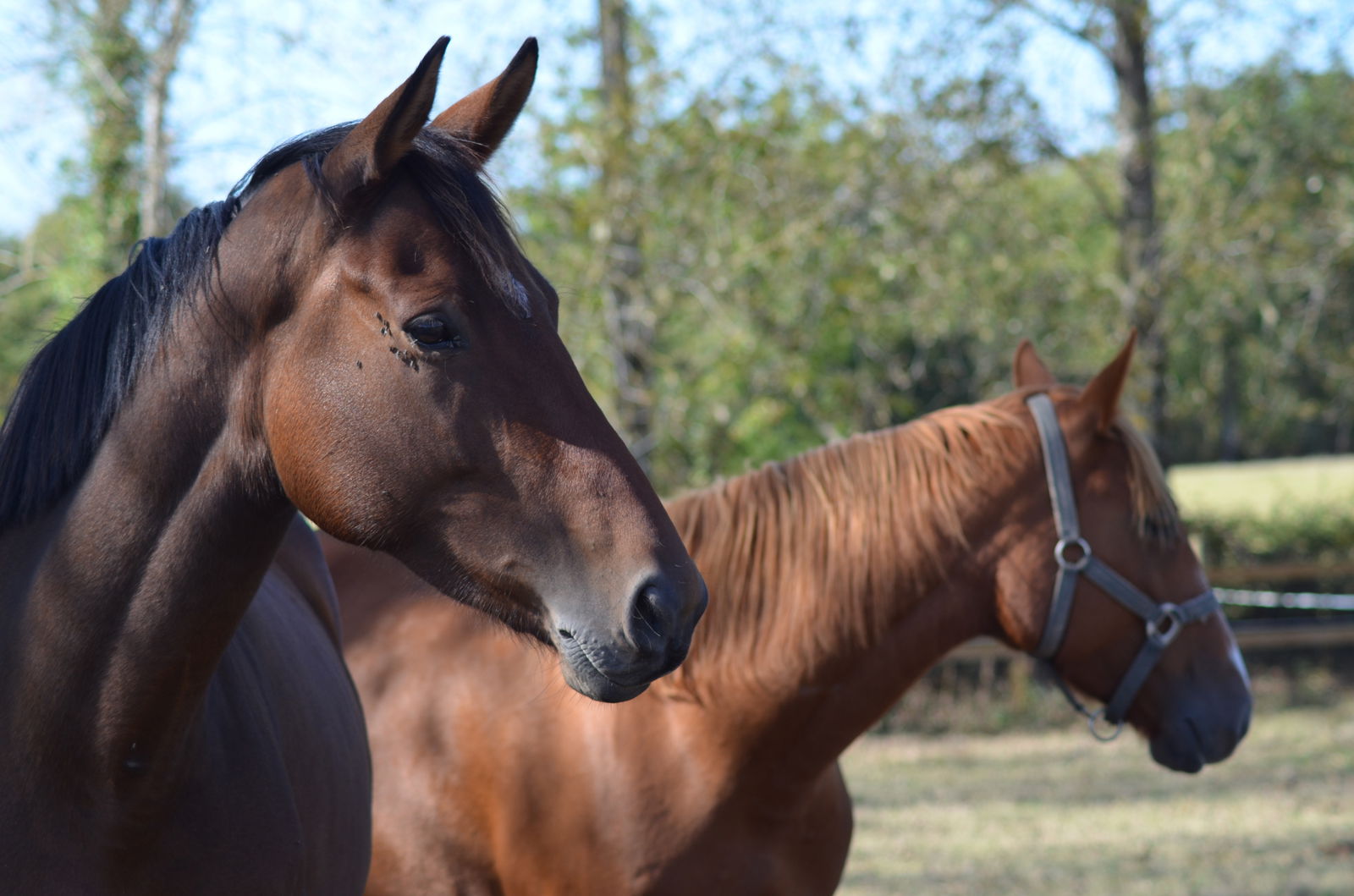 Kotimajoitus Le Château-d'Olonne 99934