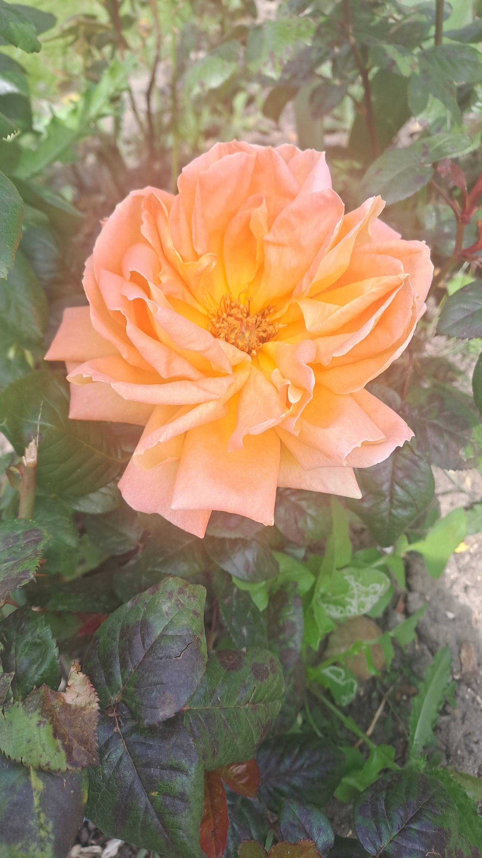 Homestay Asnières-sur-Seine 632301
