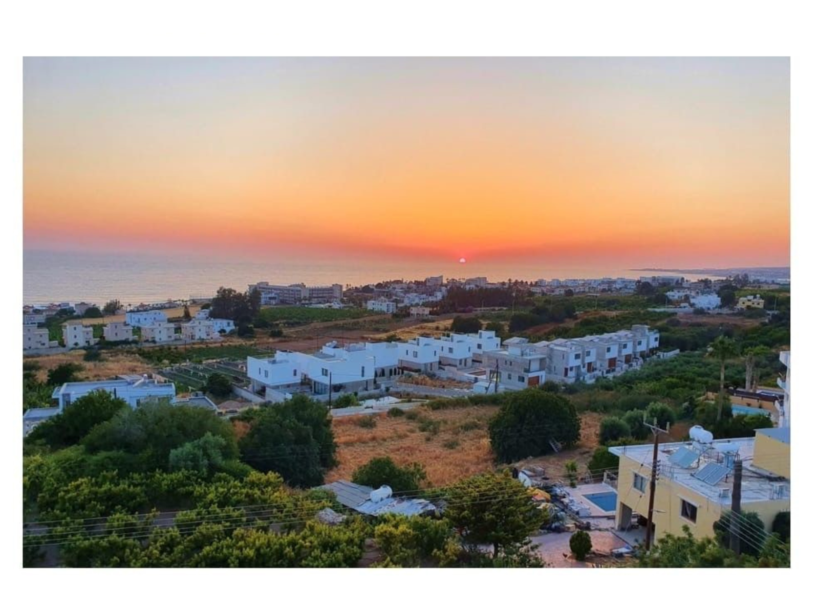 Kolokasie Kissonerga 561269