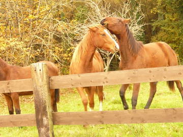 Chambre D'hôte Sallertaine 80249-7