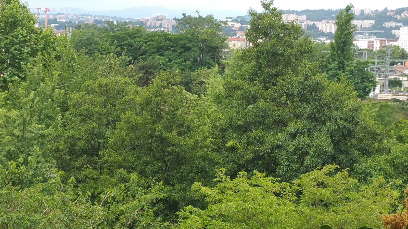 Homestay Lyon 106116