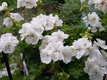 Logement Entier Saint-Maurice 460260-13