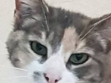 Logement Entier Saint-Maurice 460260-14