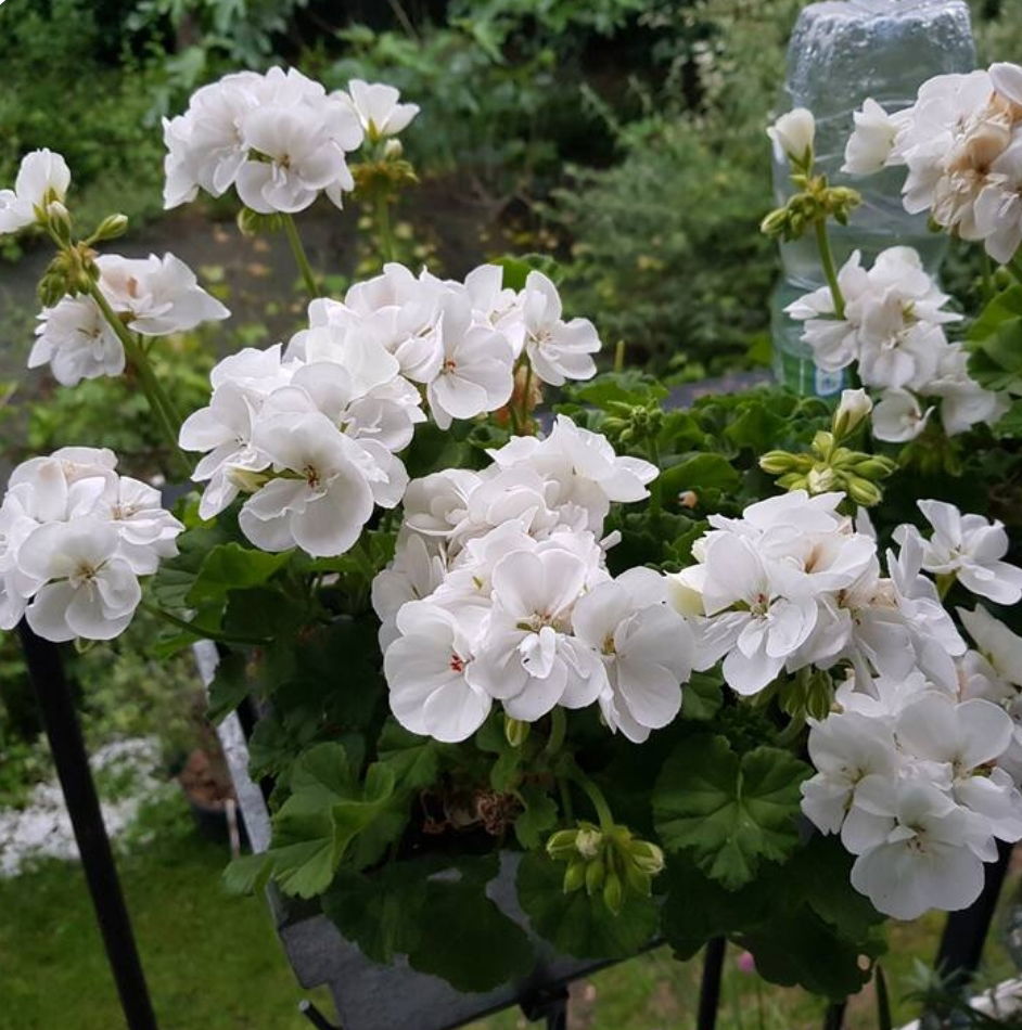 Estúdio Independente Saint-Maurice 460260