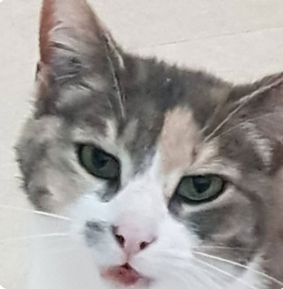 Estúdio Independente Saint-Maurice 460260