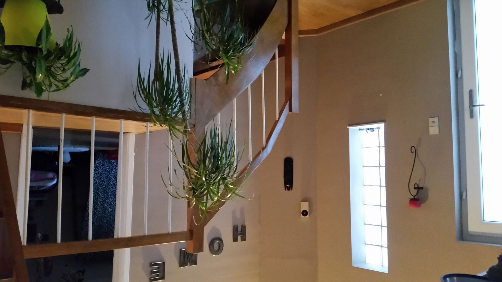 Kolokasie Namur 126056