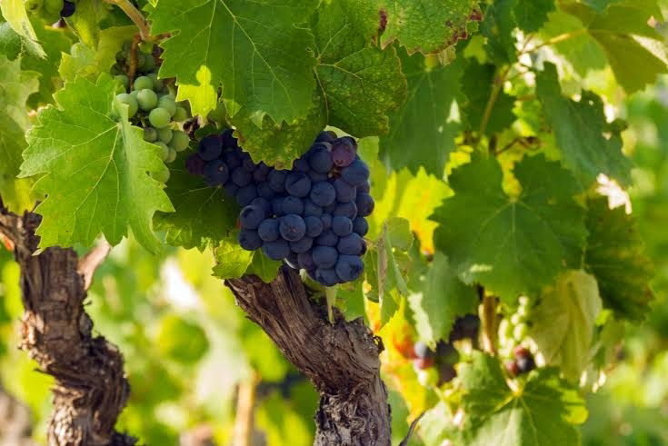 Uafhængigt Studie Le Castellet 82397