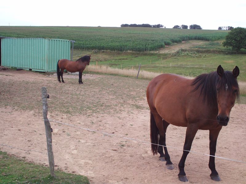 Cały Dom Criquetot-l'Esneval 252199