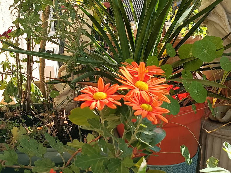 Homestay Thonon-les-Bains 263150-3