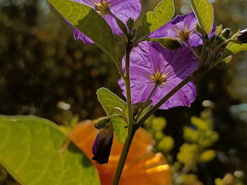 Homestay Thonon-Les-Bains 266182-7