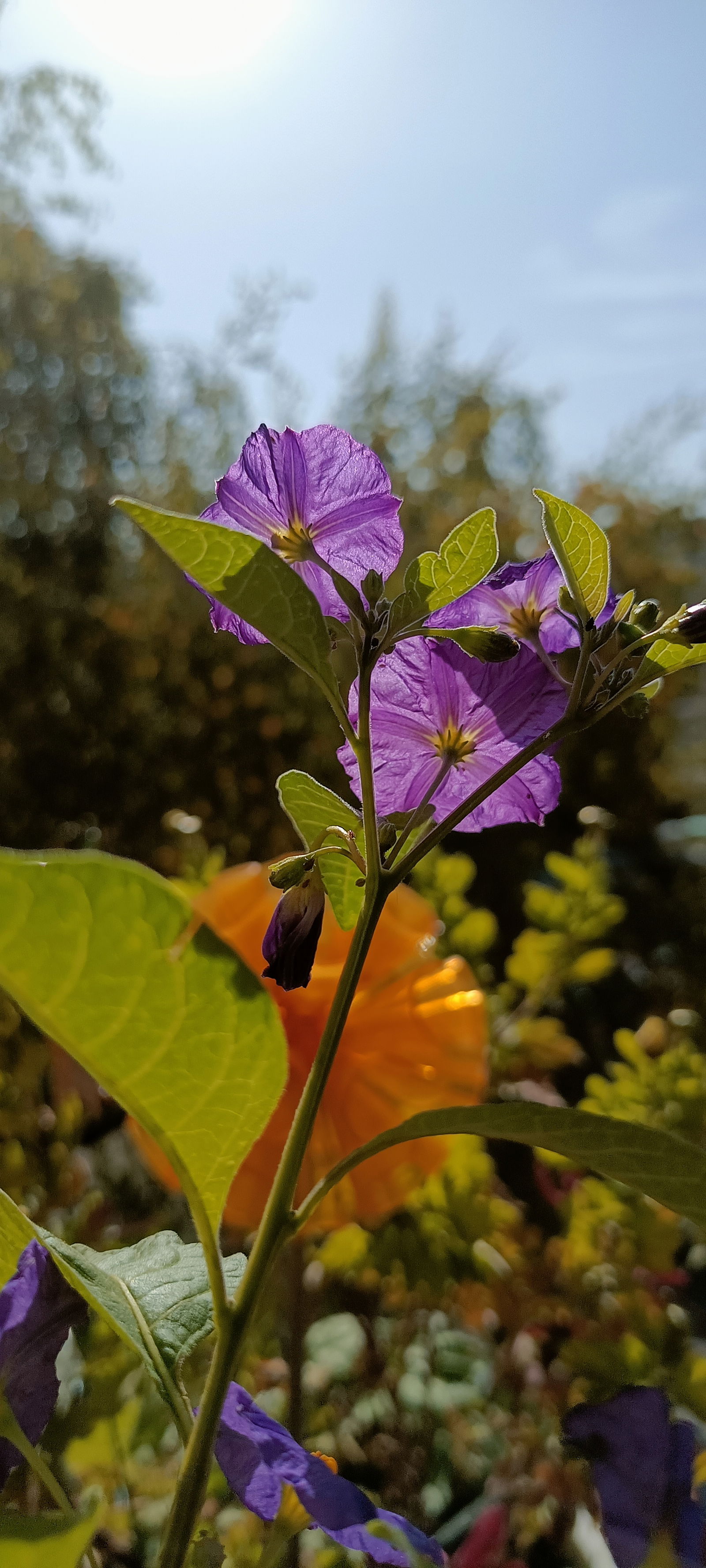 Famiglia Thonon-les-Bains 263150