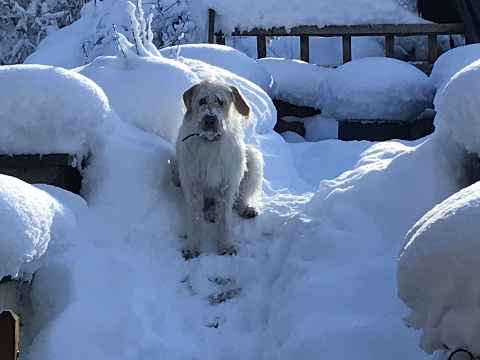 Gästrum Morillon 580775