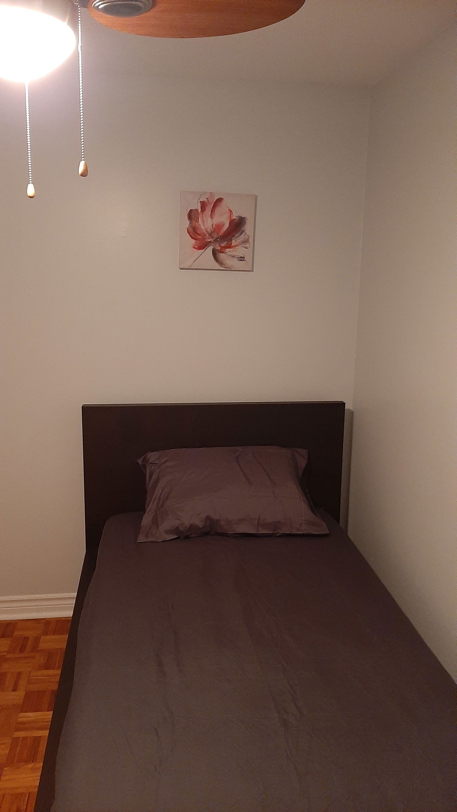 Kolokasie Gatineau 496686