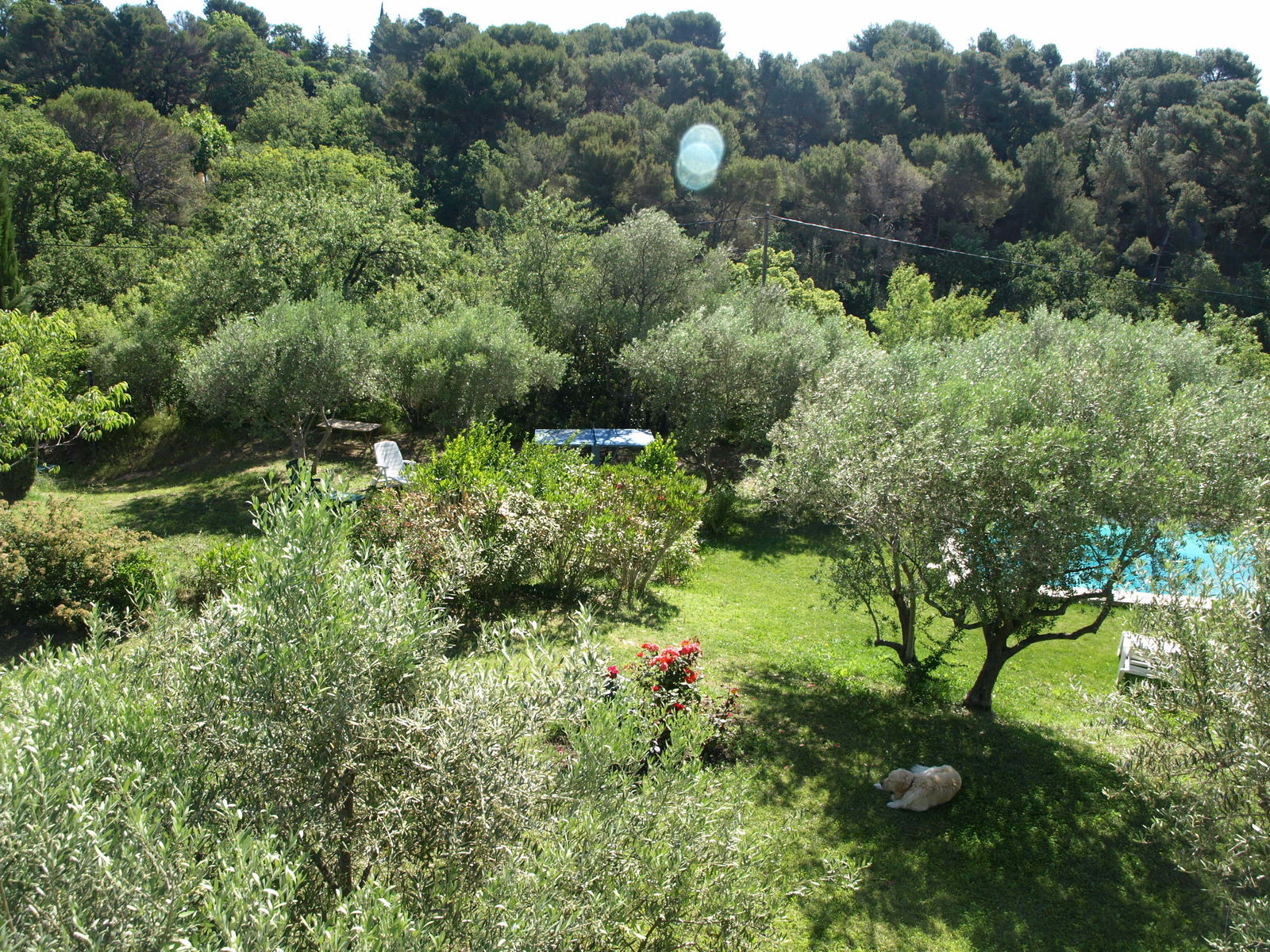 Kolokasie Aix-en-Provence 83061