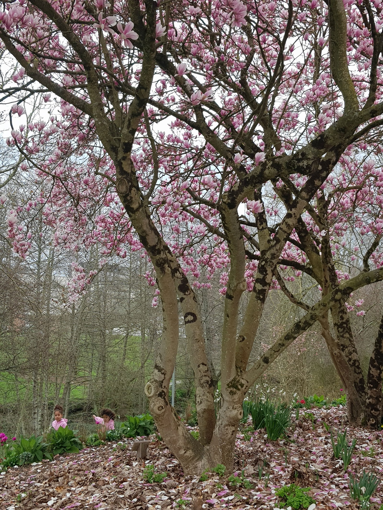 Estudio Independiente Cholet 266194