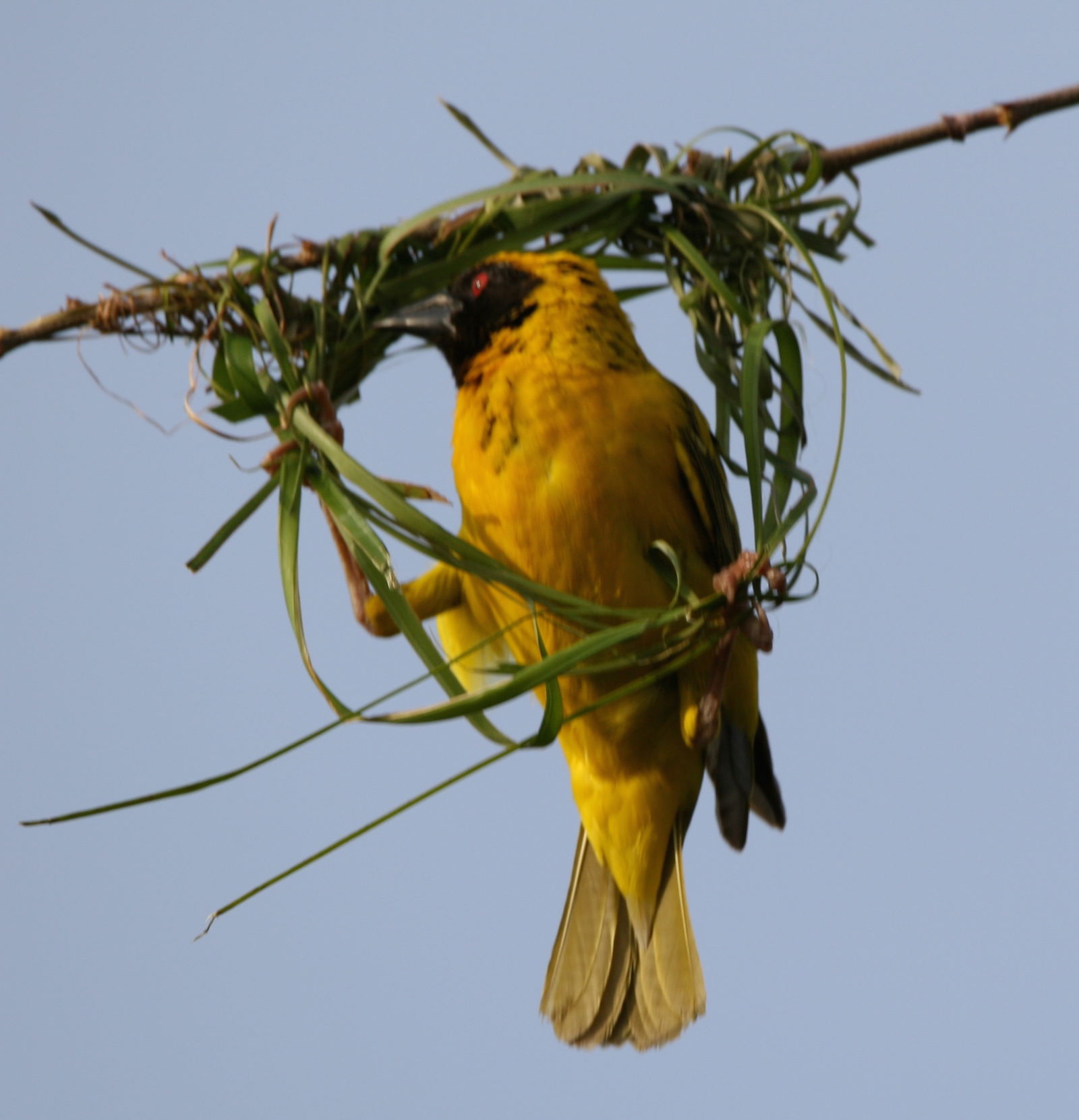 Estúdio Independente Piton 230708