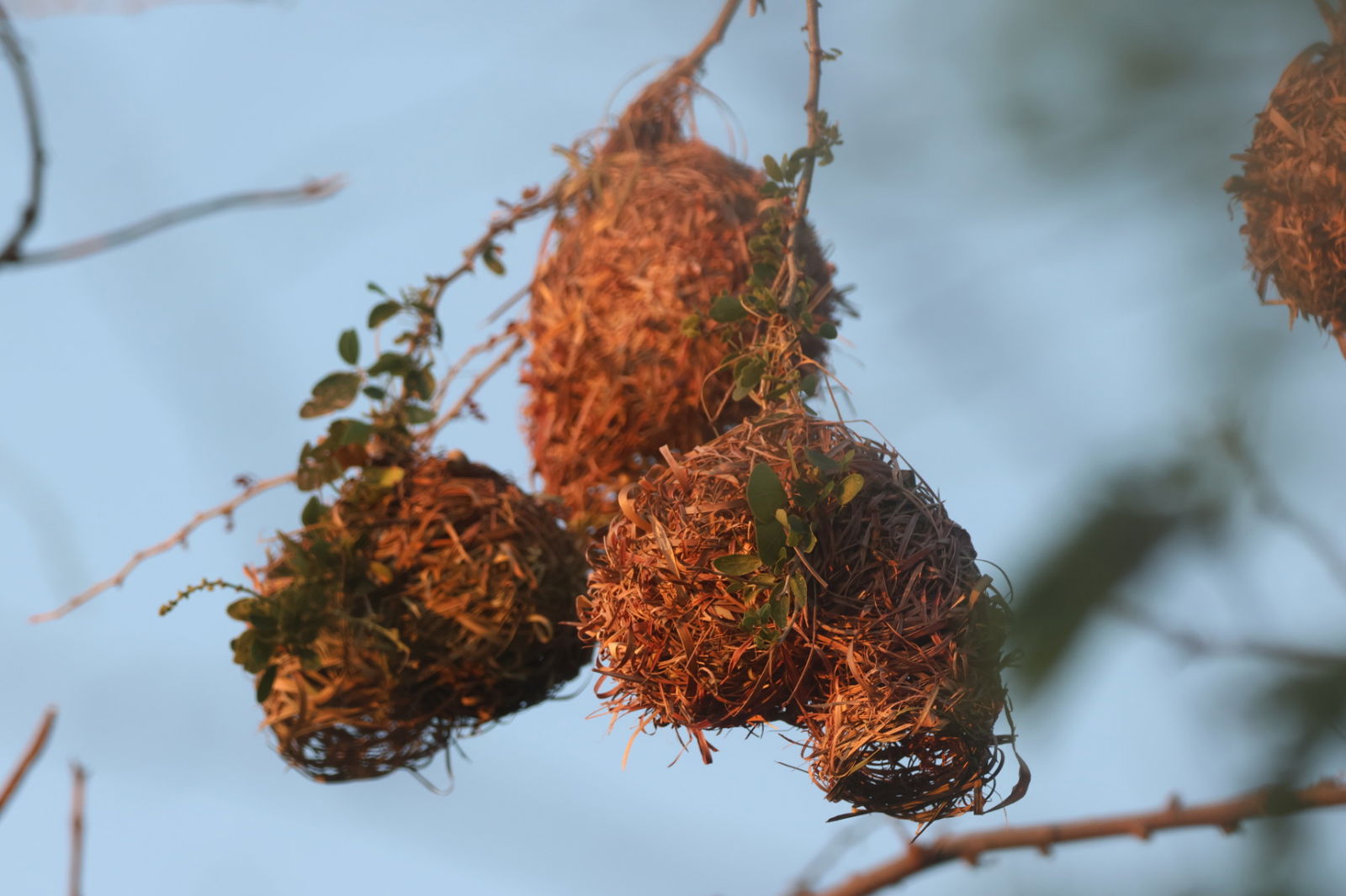 Estúdio Independente Piton 230708