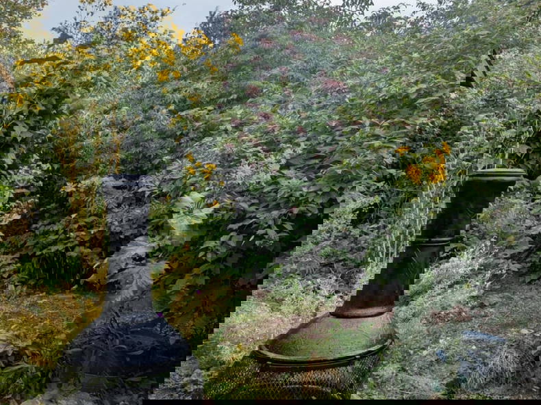 Kolokasie Kitchener 635518-1