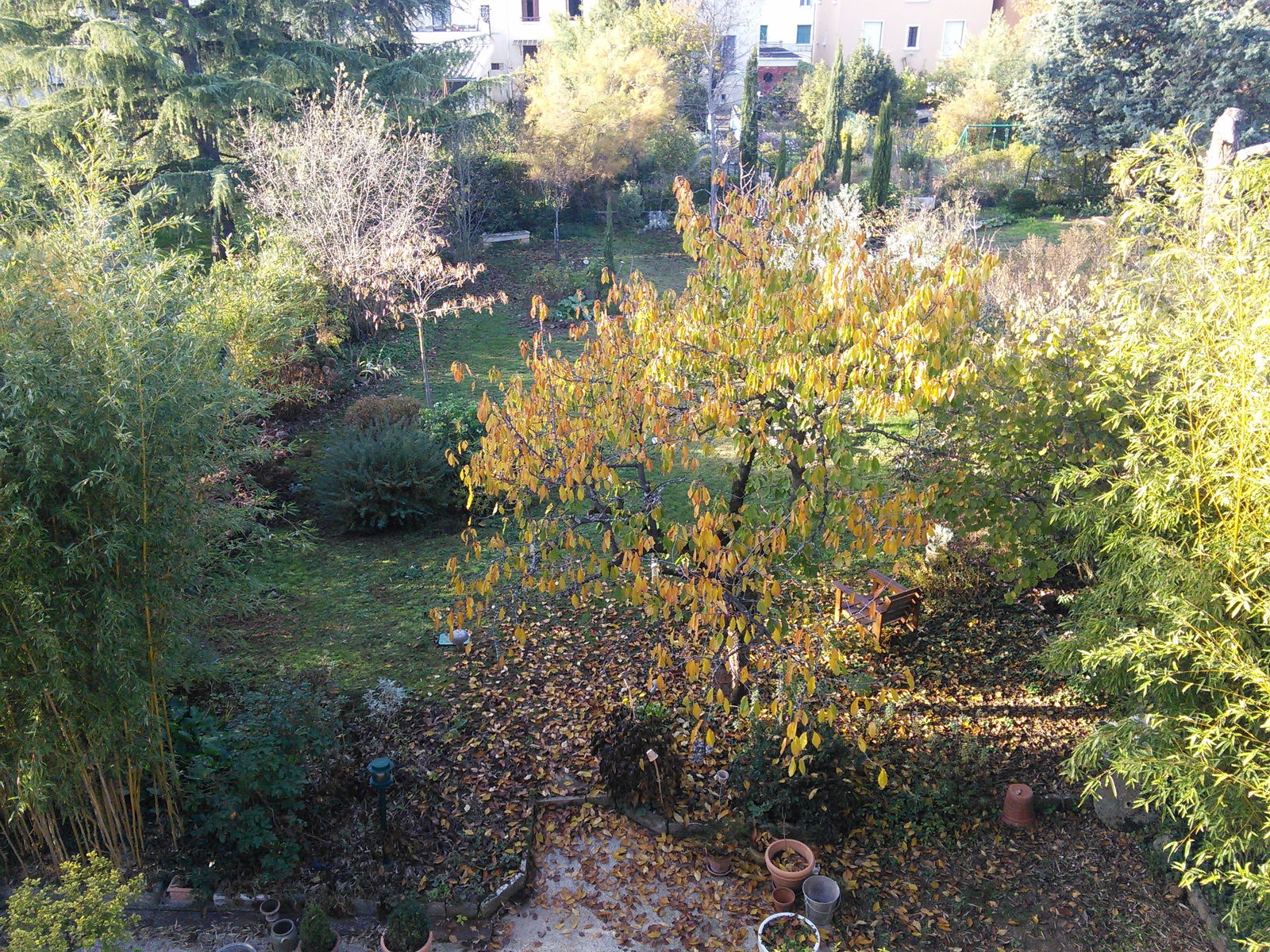 Famiglia Lyon 118516