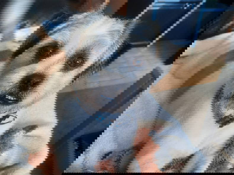 Gastfamilie Bouguenais 229186-4