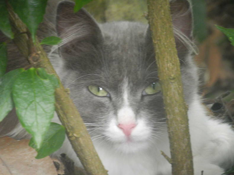 Toda La Casa La Mesa 234589-4