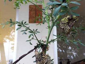 Logement Entier La Mesa 234589-5