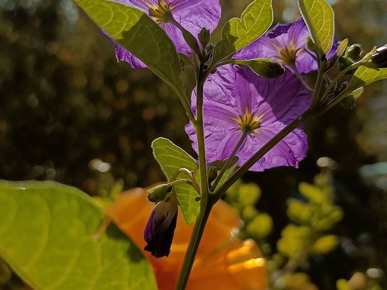 Colocation Thonon-les-Bains 266184-1