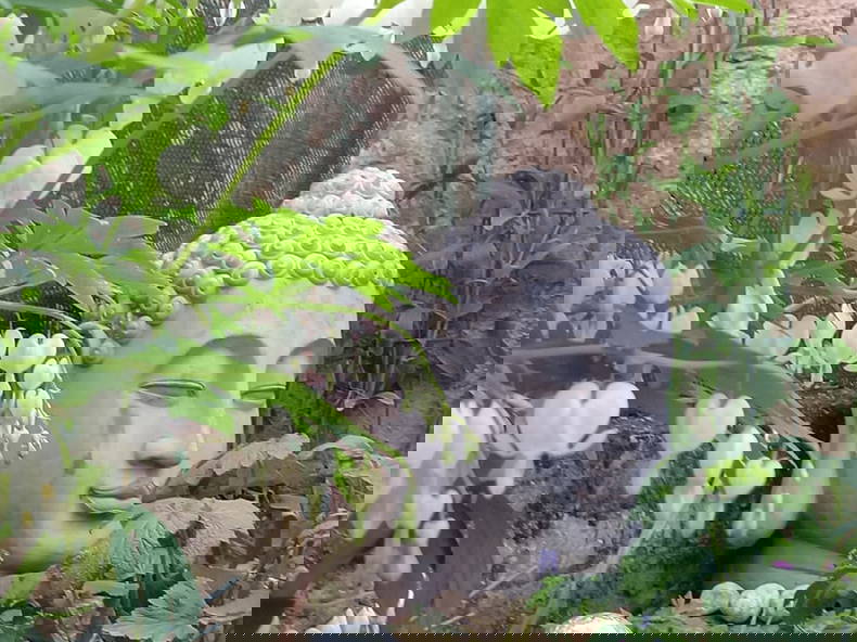 Colocation Thonon-les-Bains 266184-2