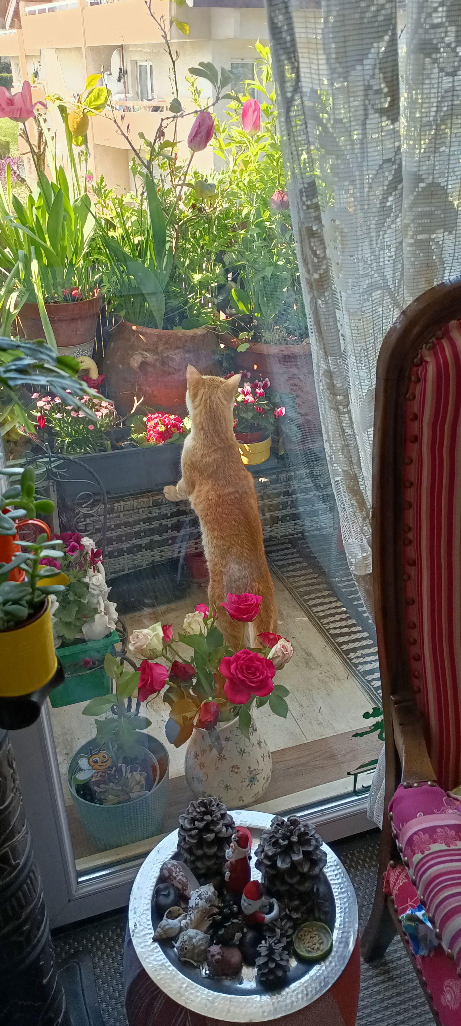 Colocation Thonon-les-Bains 266184