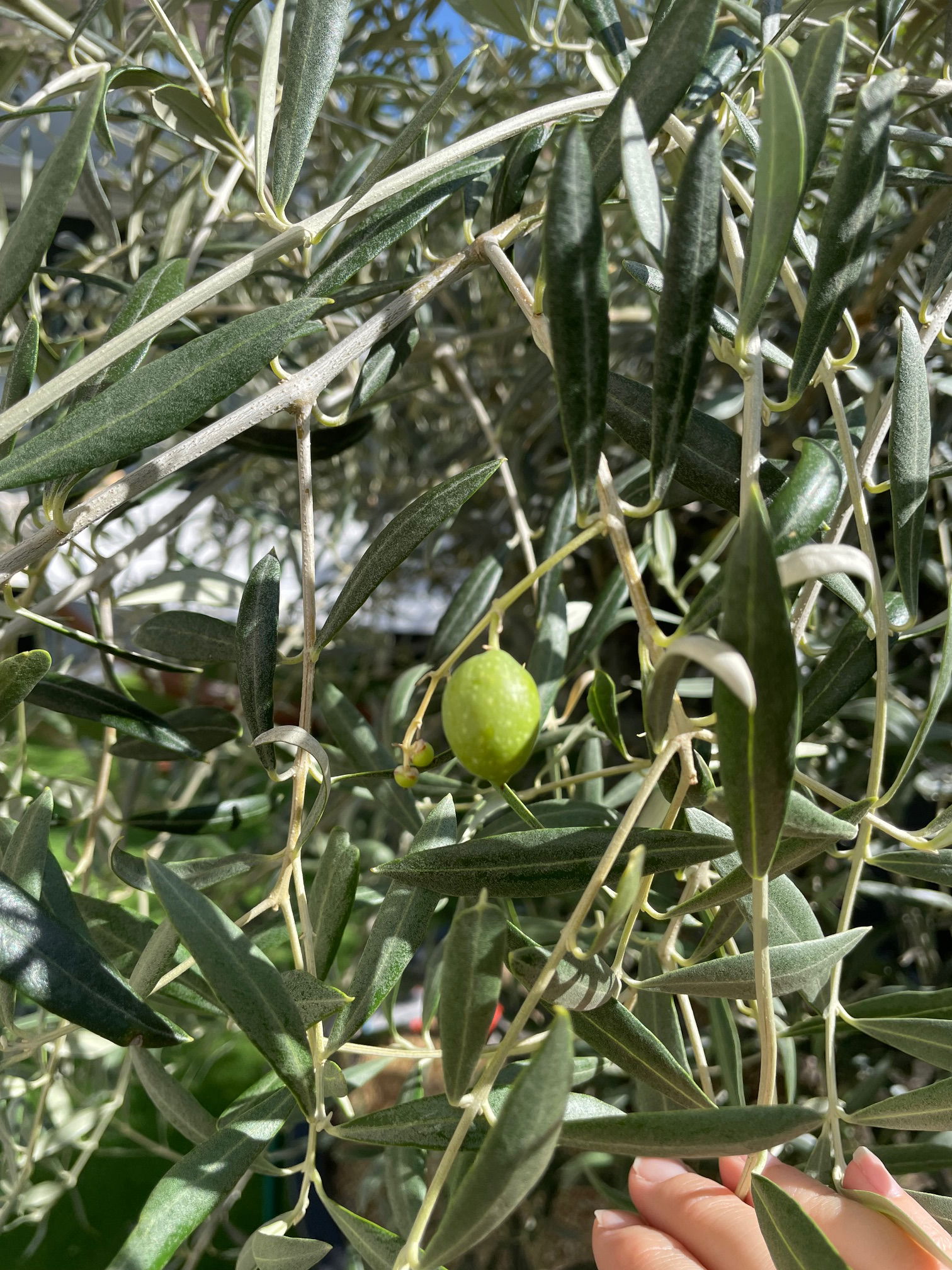 Homestay Ambilly 363910