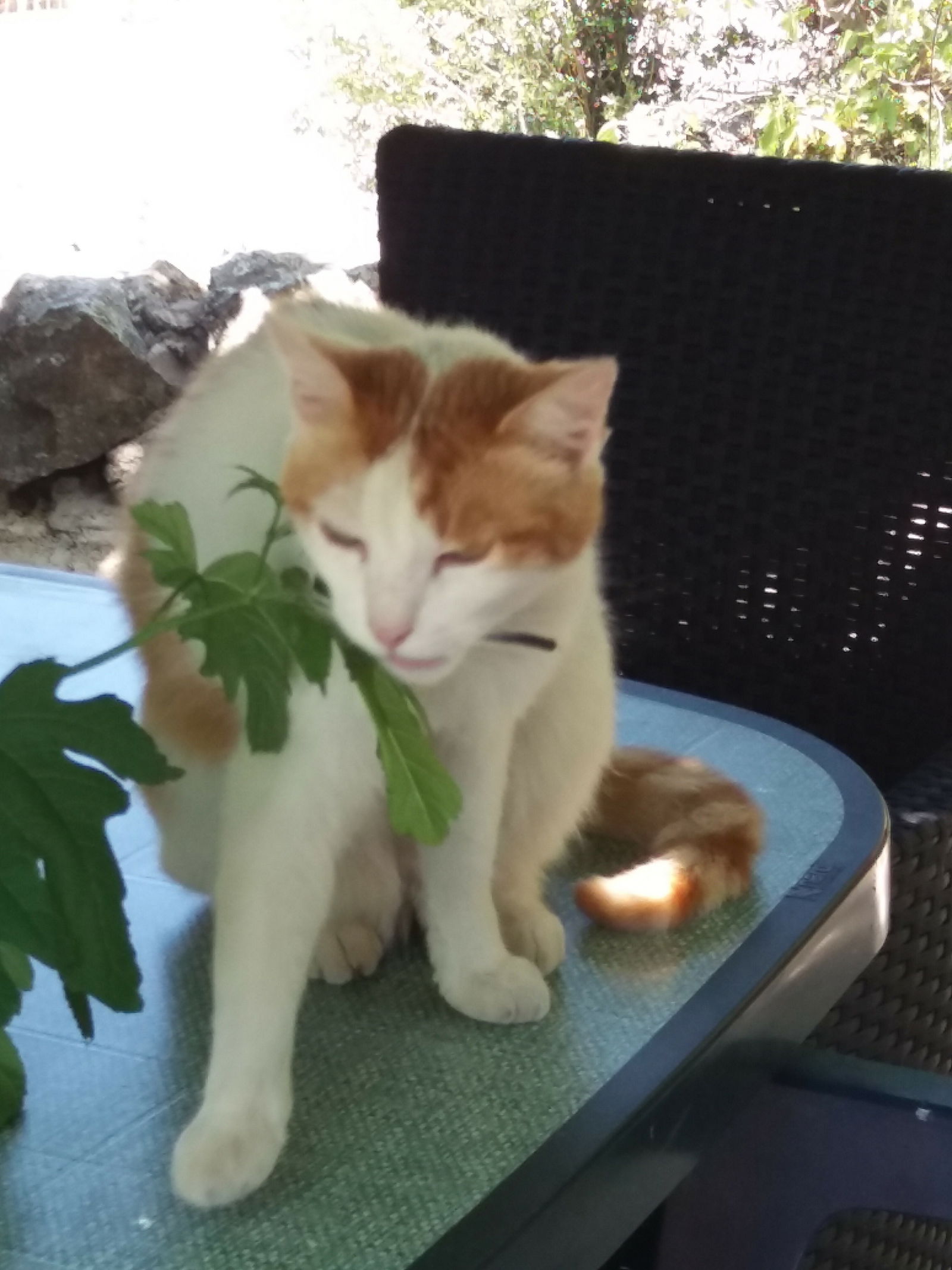 Camere Per Gli Ospiti Sotta 170636