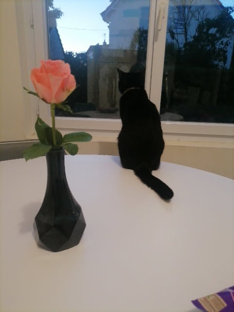 Quedarse En Casa Mondeville 626653