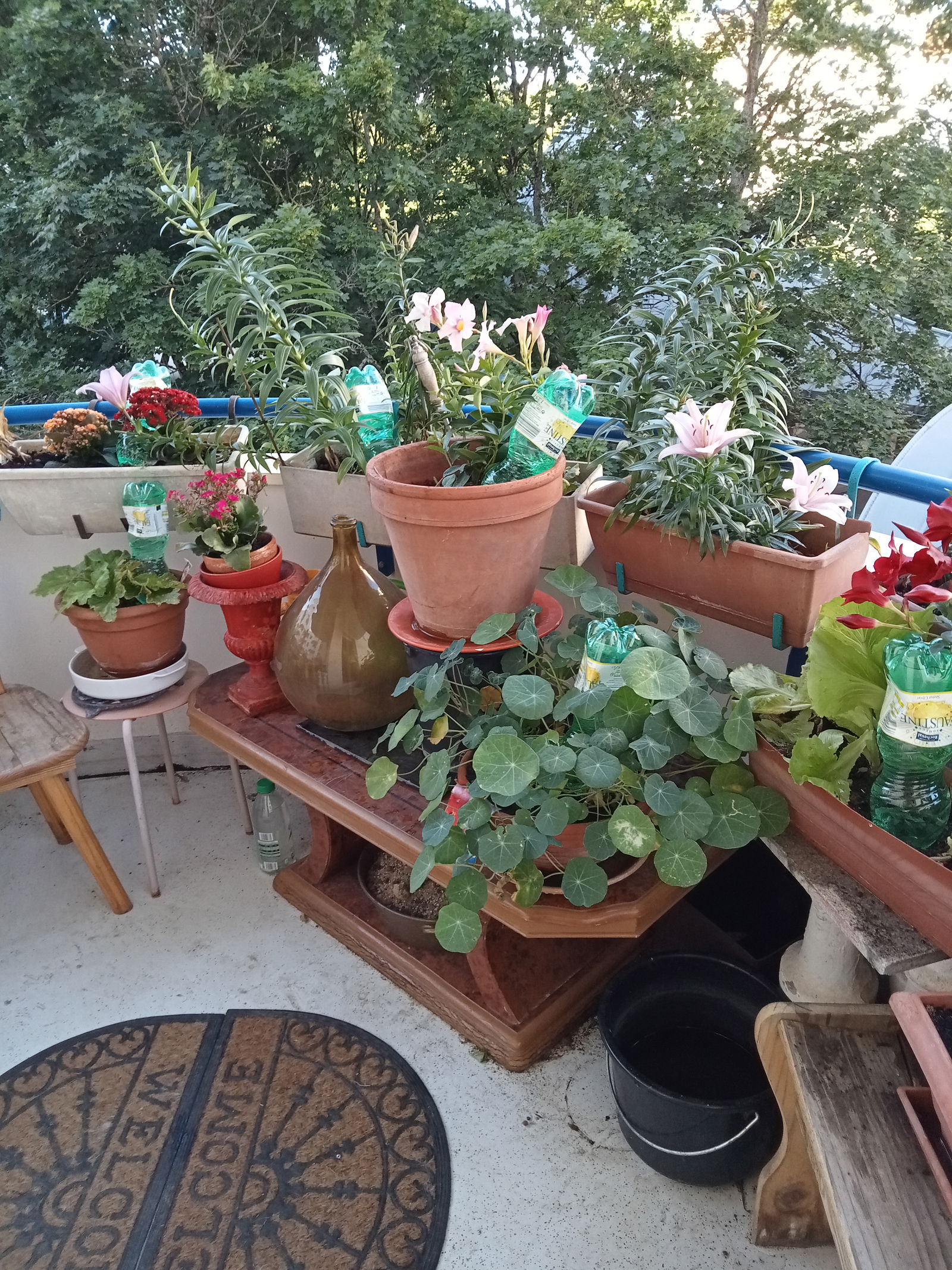 Famiglia Dijon 268747