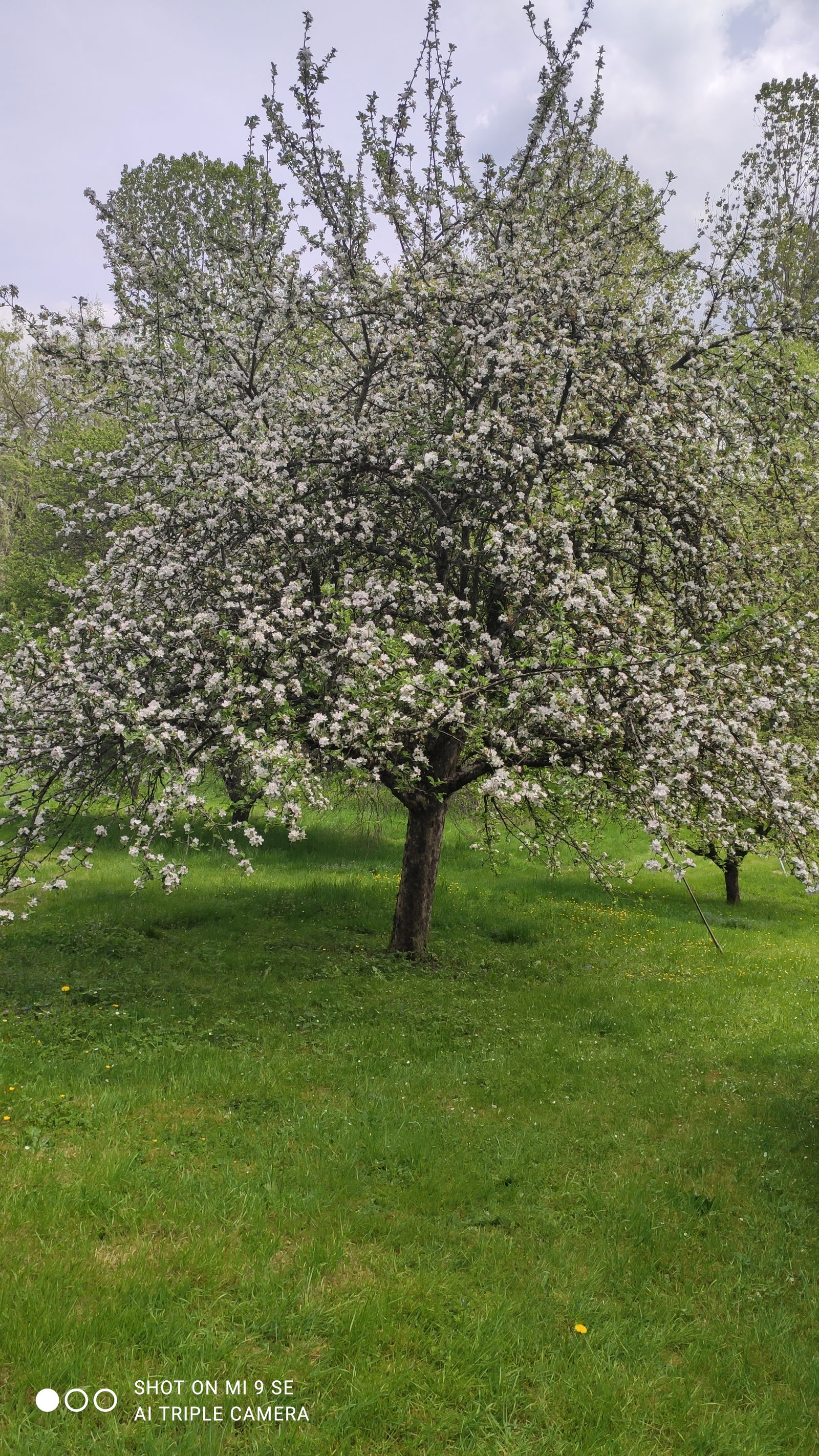 Famiglia Fontaine-lès-Luxeuil 334797