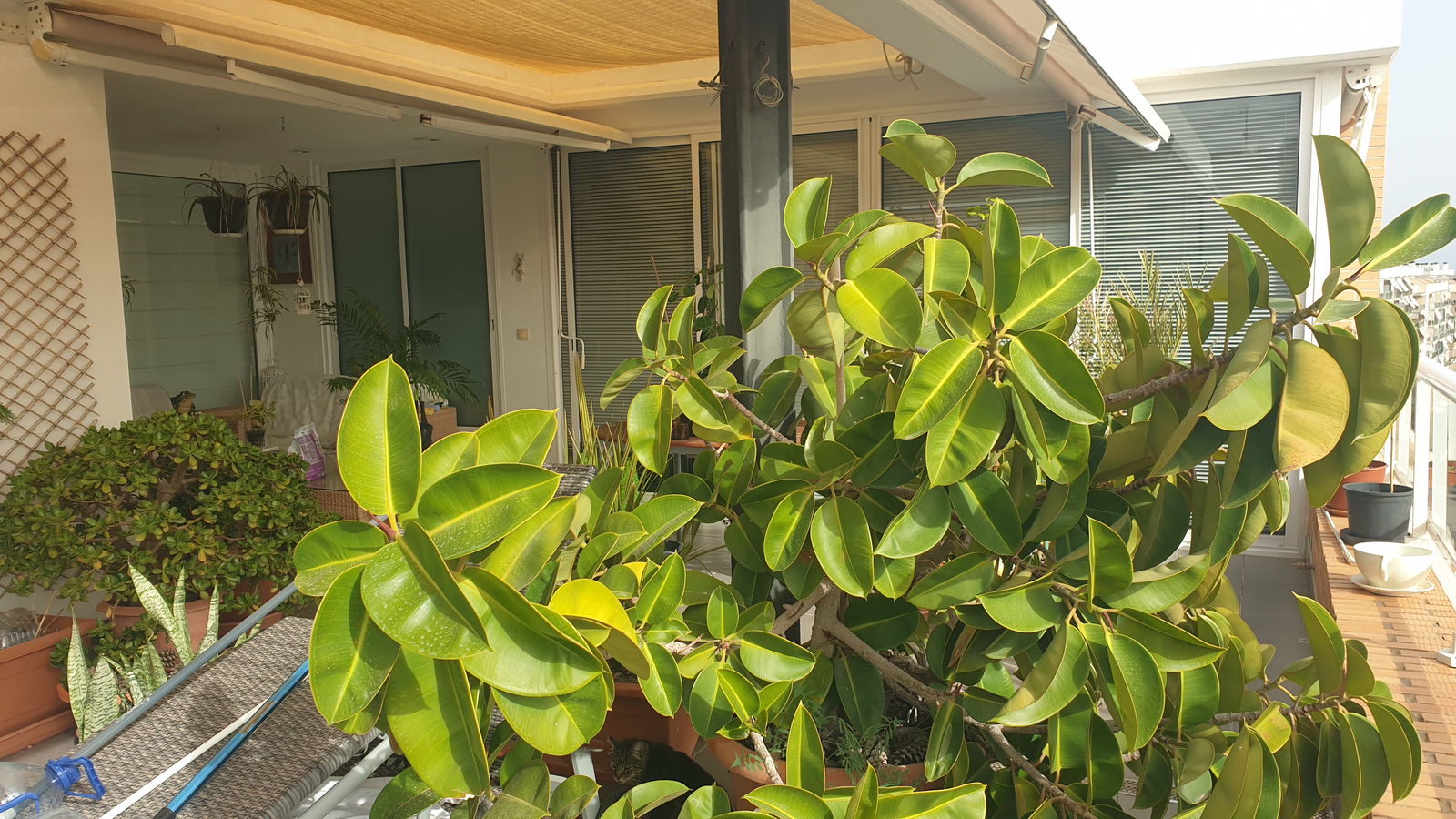 Famiglia Alacant 232578