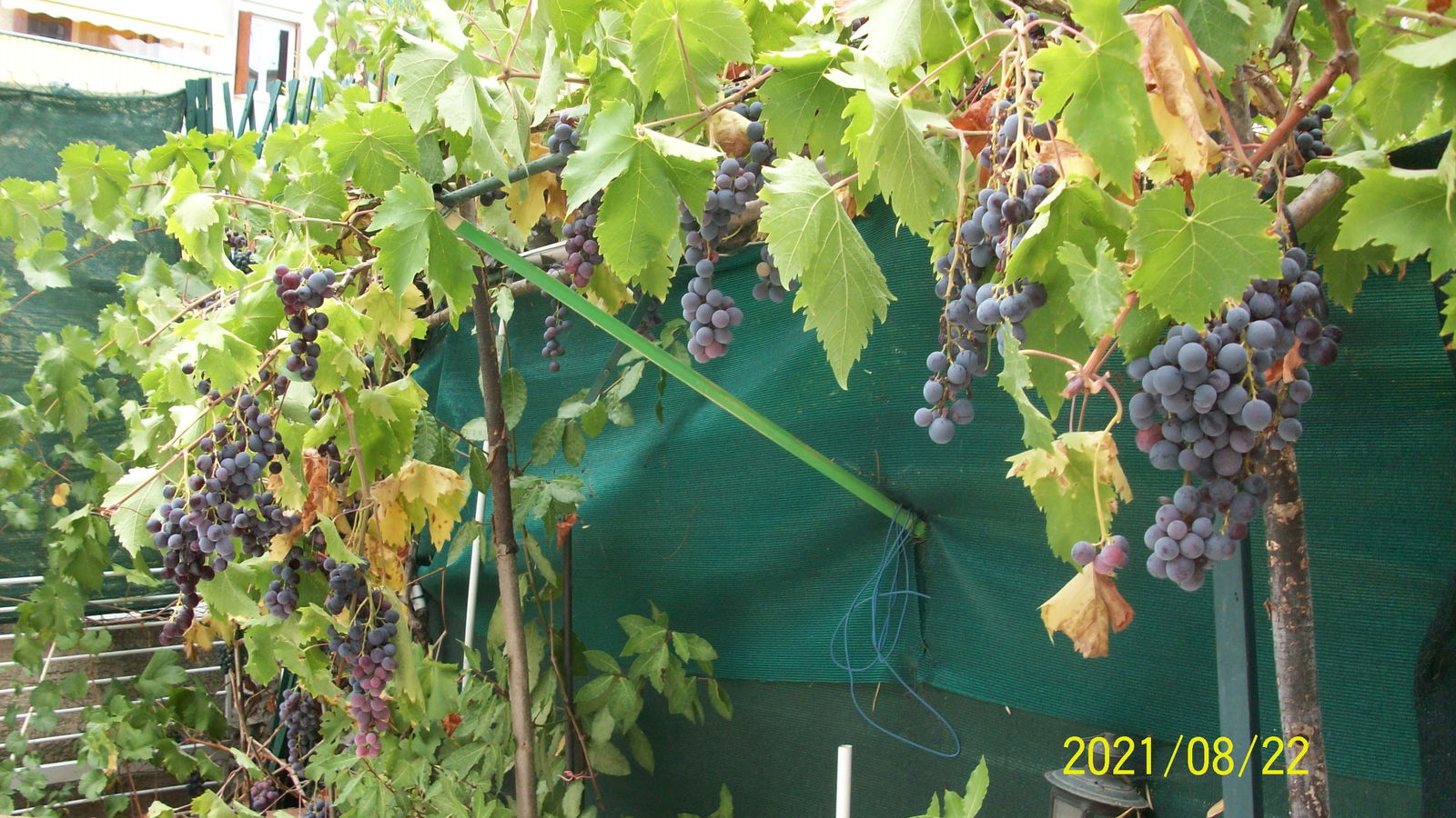 Famiglia Nice 250599