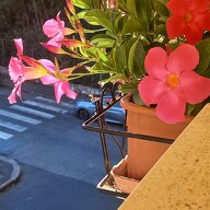 Homestay Livorno 668345