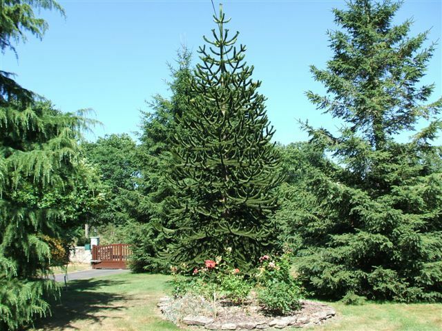 Estudio Independiente Baye 45523