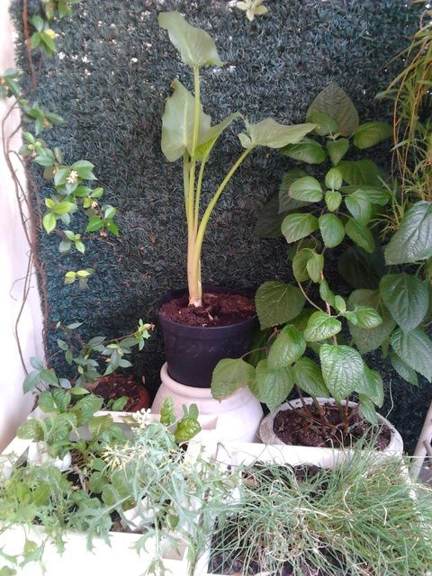 Homestay Montpellier 45109
